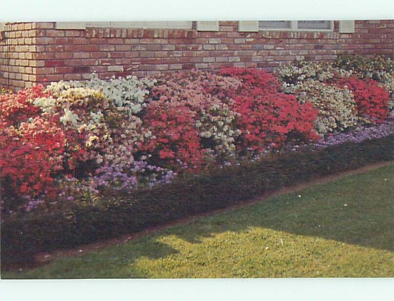 Unused Pre-1980 AZALEA FLOWERS BY THE HOUSE Mccomb Mississippi MS hn3562@