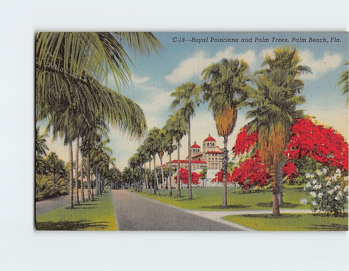 Postcard Royal Poinciana and Palm Trees Palm Beach Florida USA