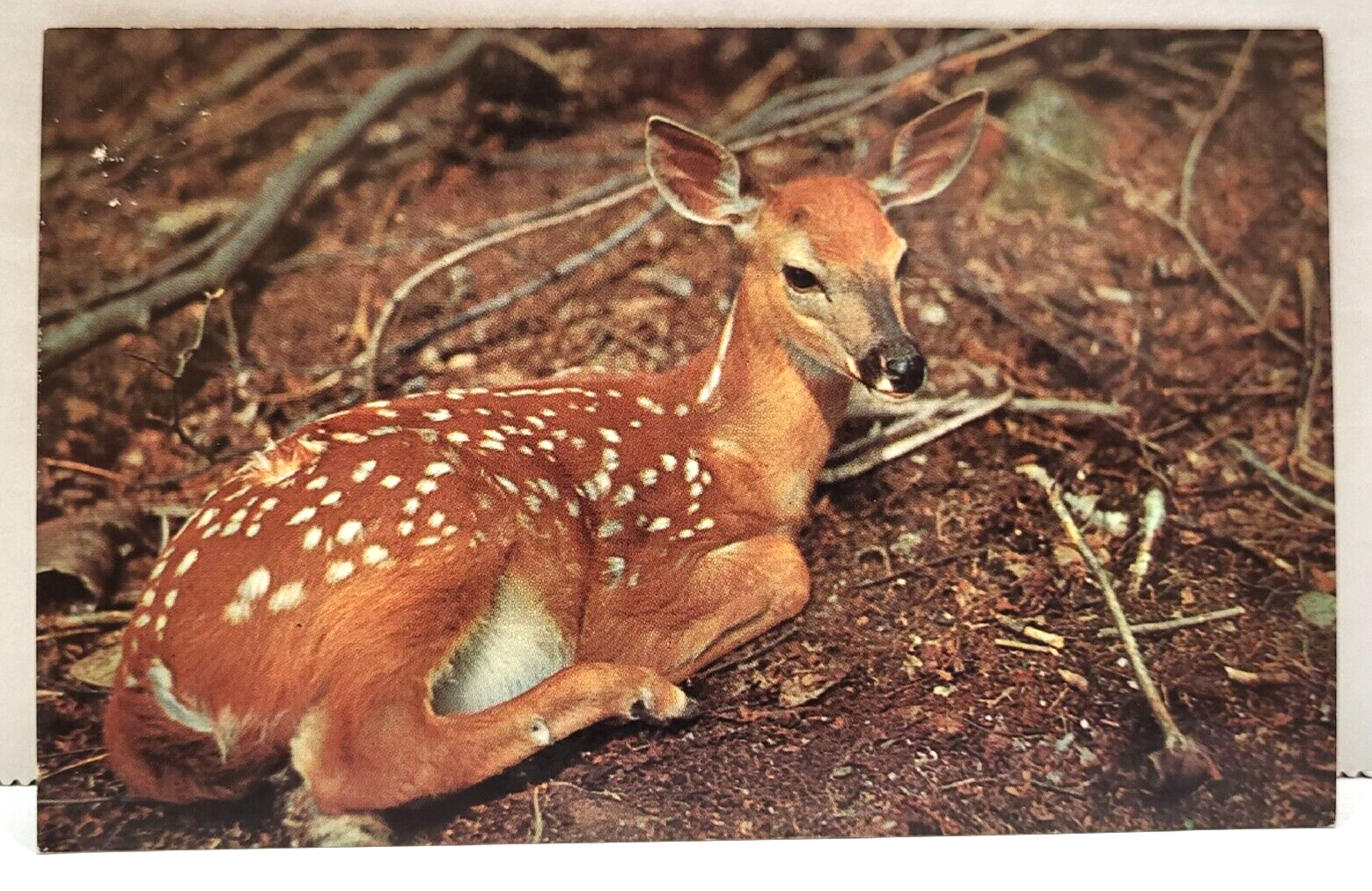 Greetings Cadillac Michigan Fawn Deer Vintage Postcard Nature Animal