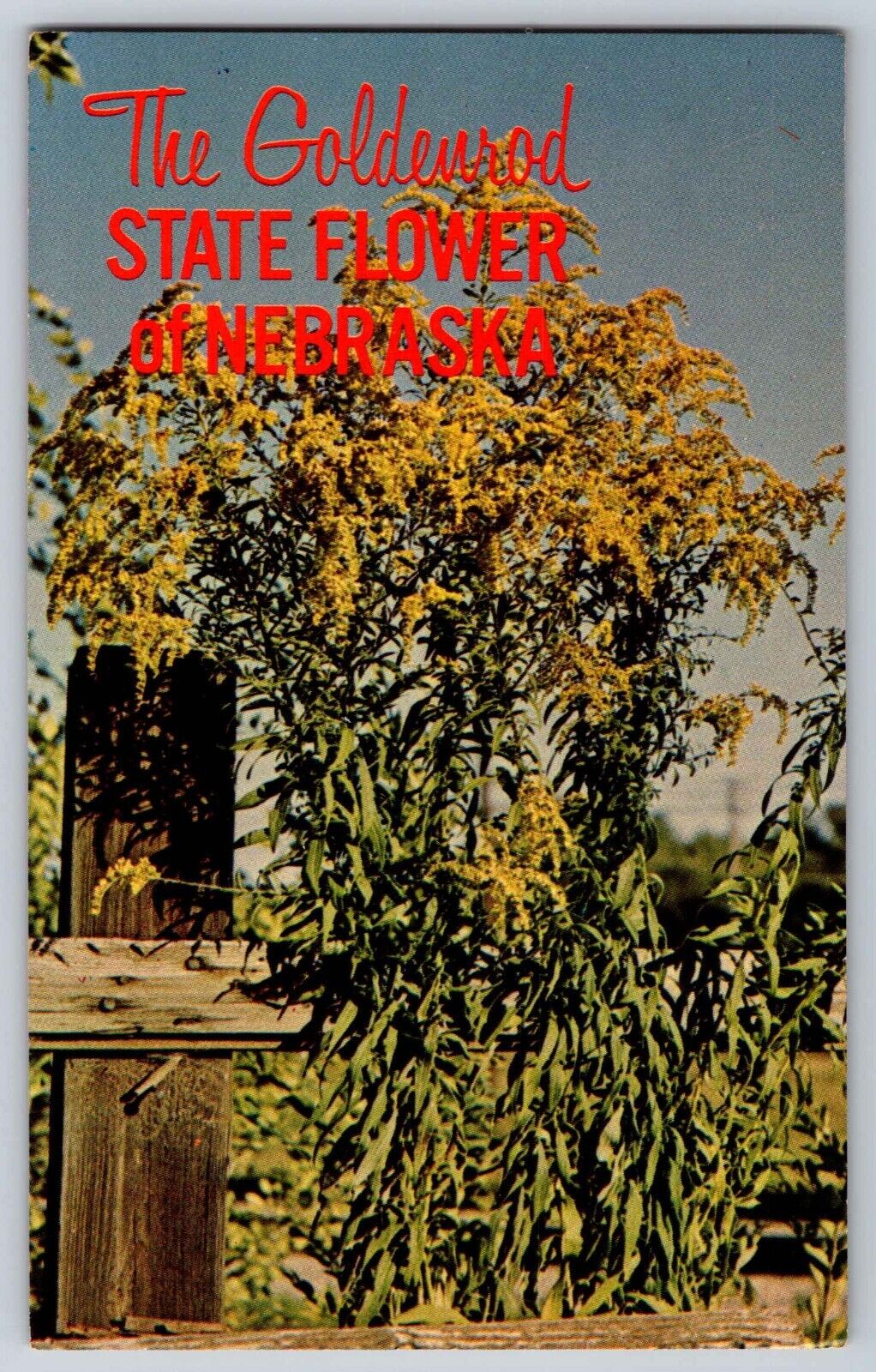 Postcard  Goldenrod the State Flower of Nebraska     E 17