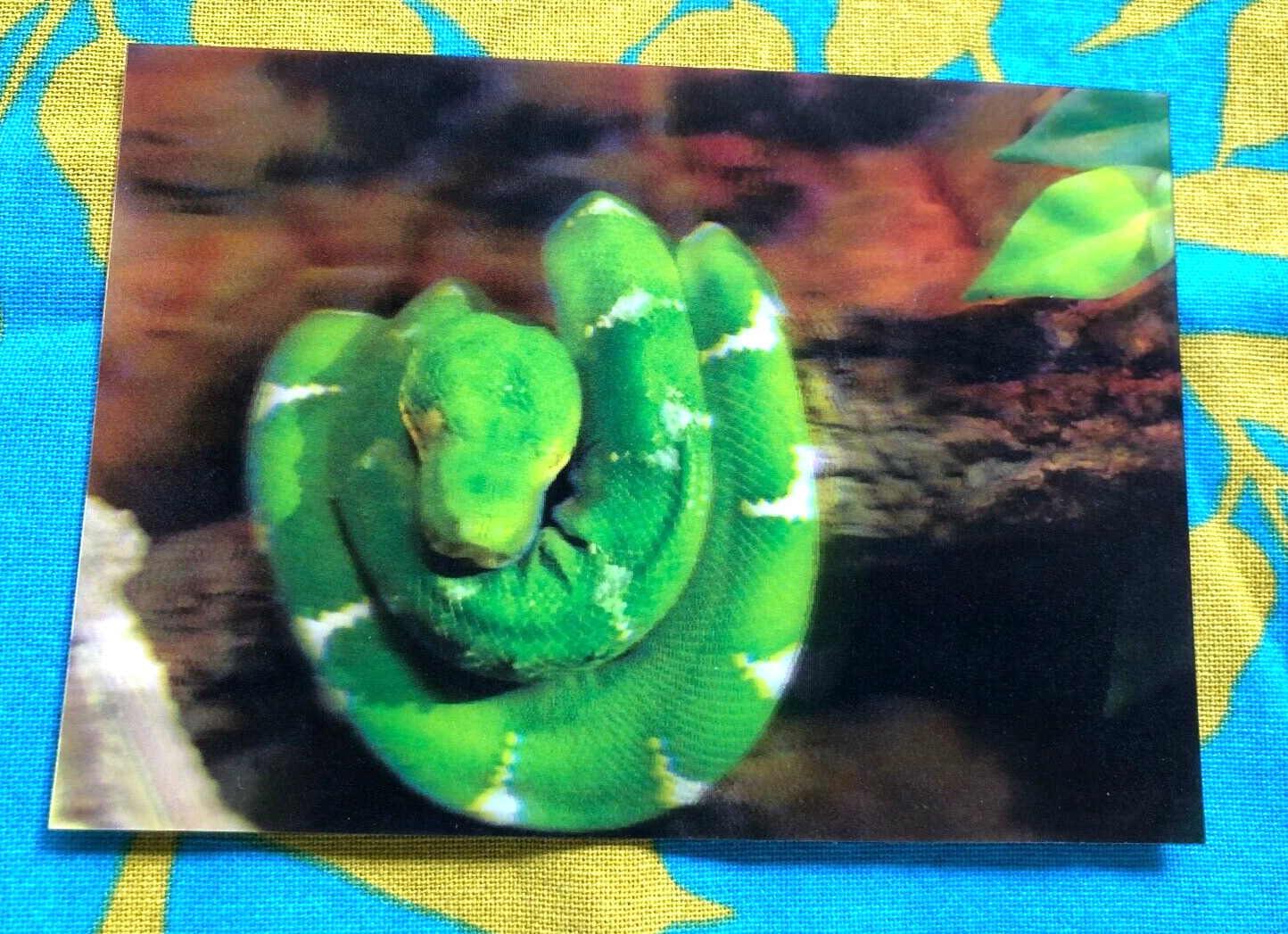 3D Lenticular Postcard Greeting Card LARGE GREEN SNAKE 4 x 6\