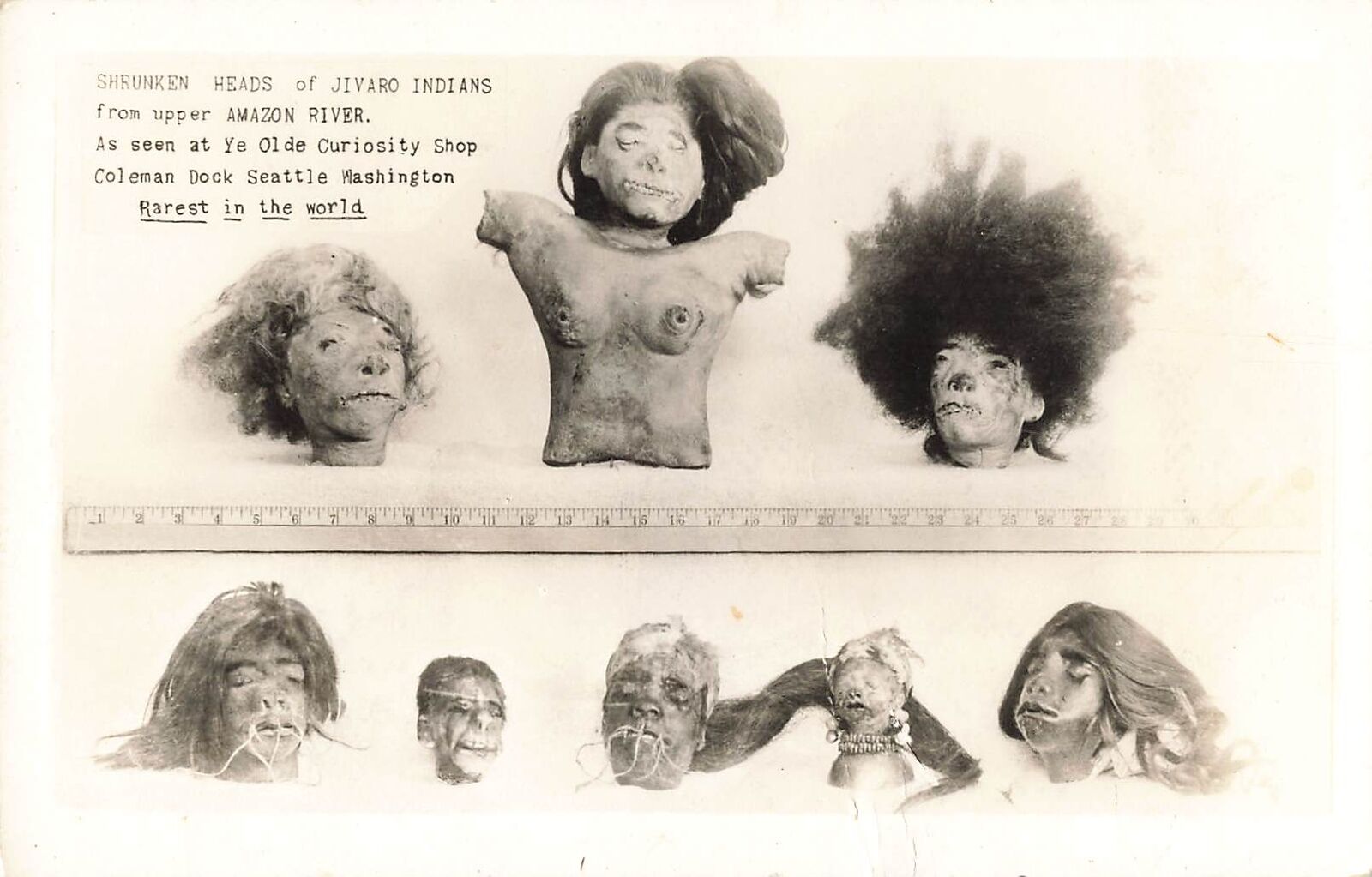 1940s RPPC SHRUNKEN HEADS Real Photo Postcard Head Oddities Creepy Weird odd