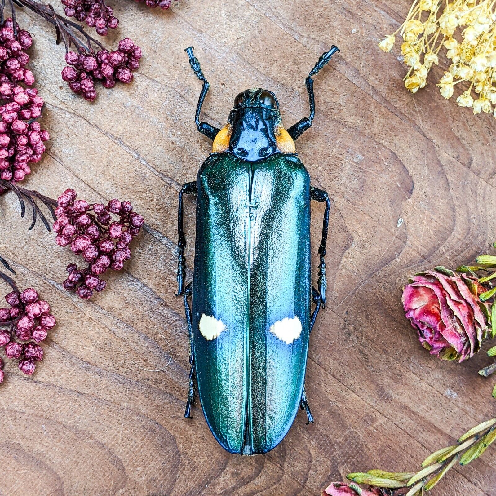 j30a Large Megaloxantha Bicolor Beetle Entomology Taxidermy specimen 3+ display