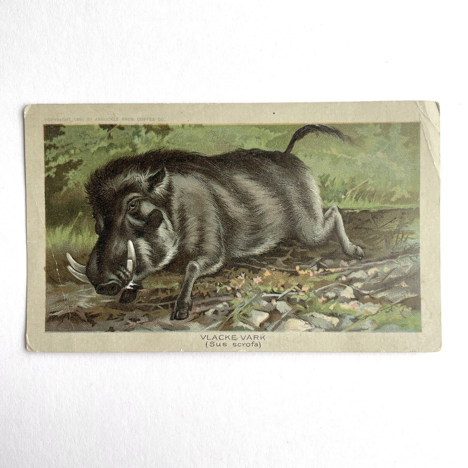 1890 WILD BOAR Arbuckle Bros Ariosa Coffee Trade Card Zoological Series