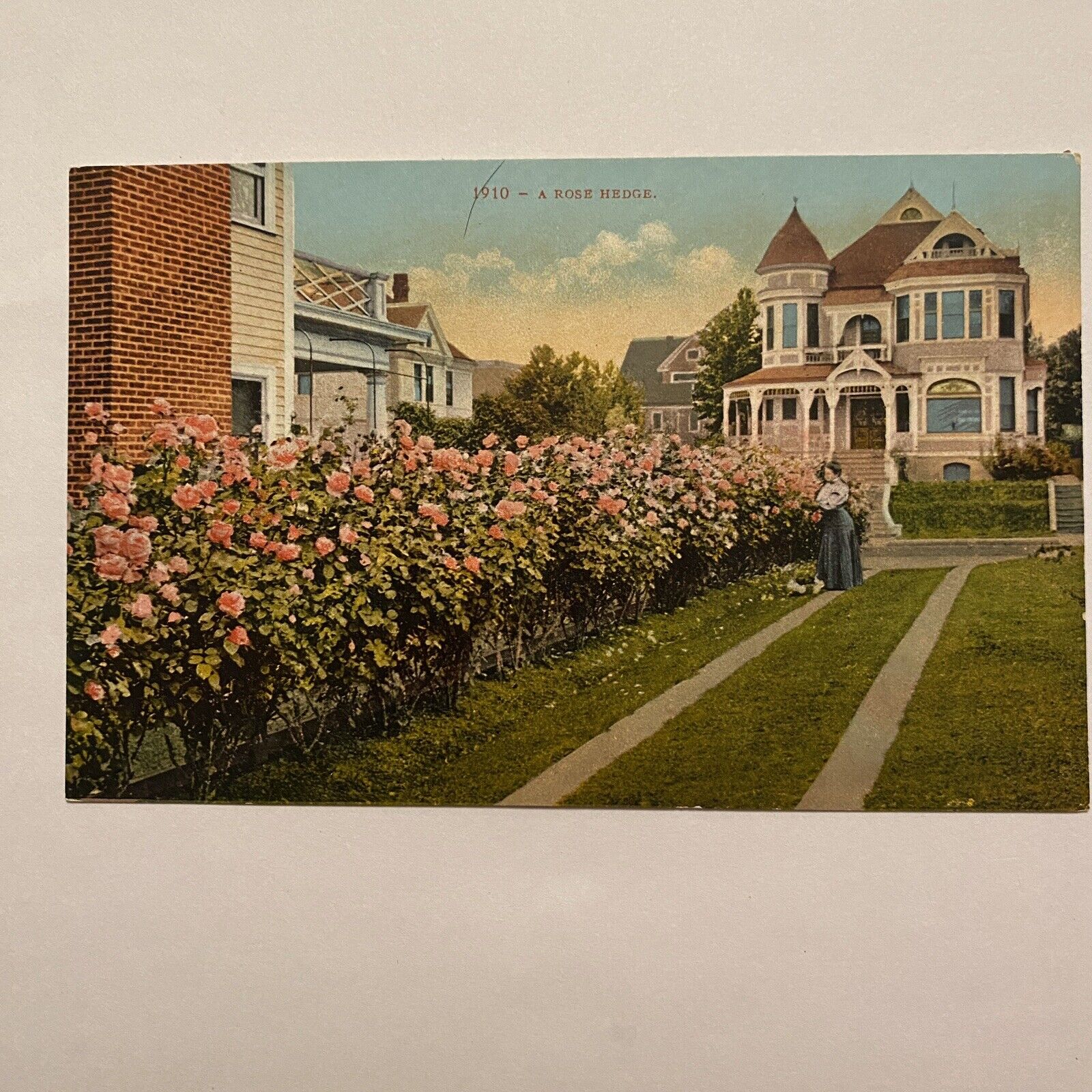 1910 A Rose Hedge CA Mitchell Postcard Unposted Litho