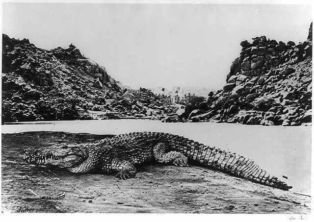Photo:Crocodile on sand bank,Photoprint by Francis Frith,1862