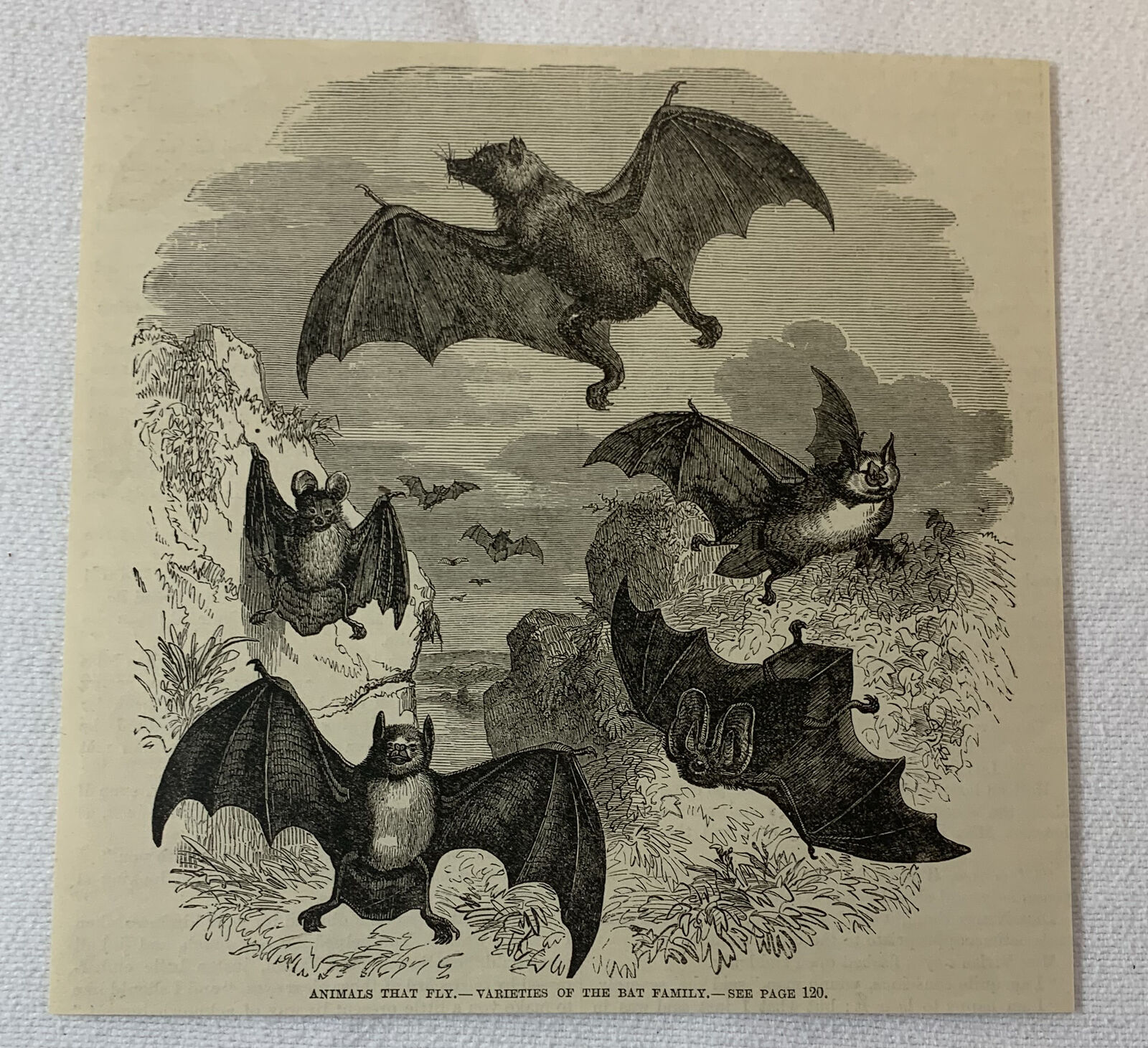 1883 magazine engraving~ VARIETIES OF THE BAT FAMILY