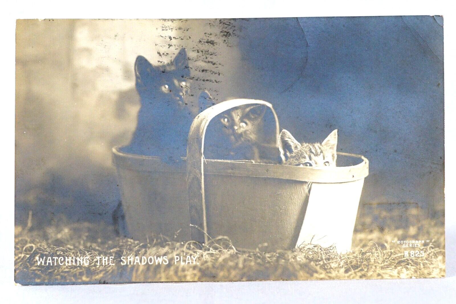 Kittens Cats In Basket Rare Rotograph Co RPPC Real Photo 1905 Postcard