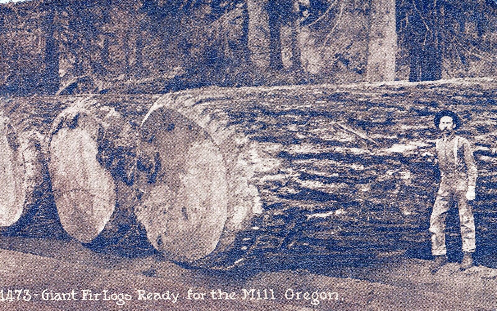 OREGON OR - Giant Fir Logs Ready For The Mill Postcard - 1914