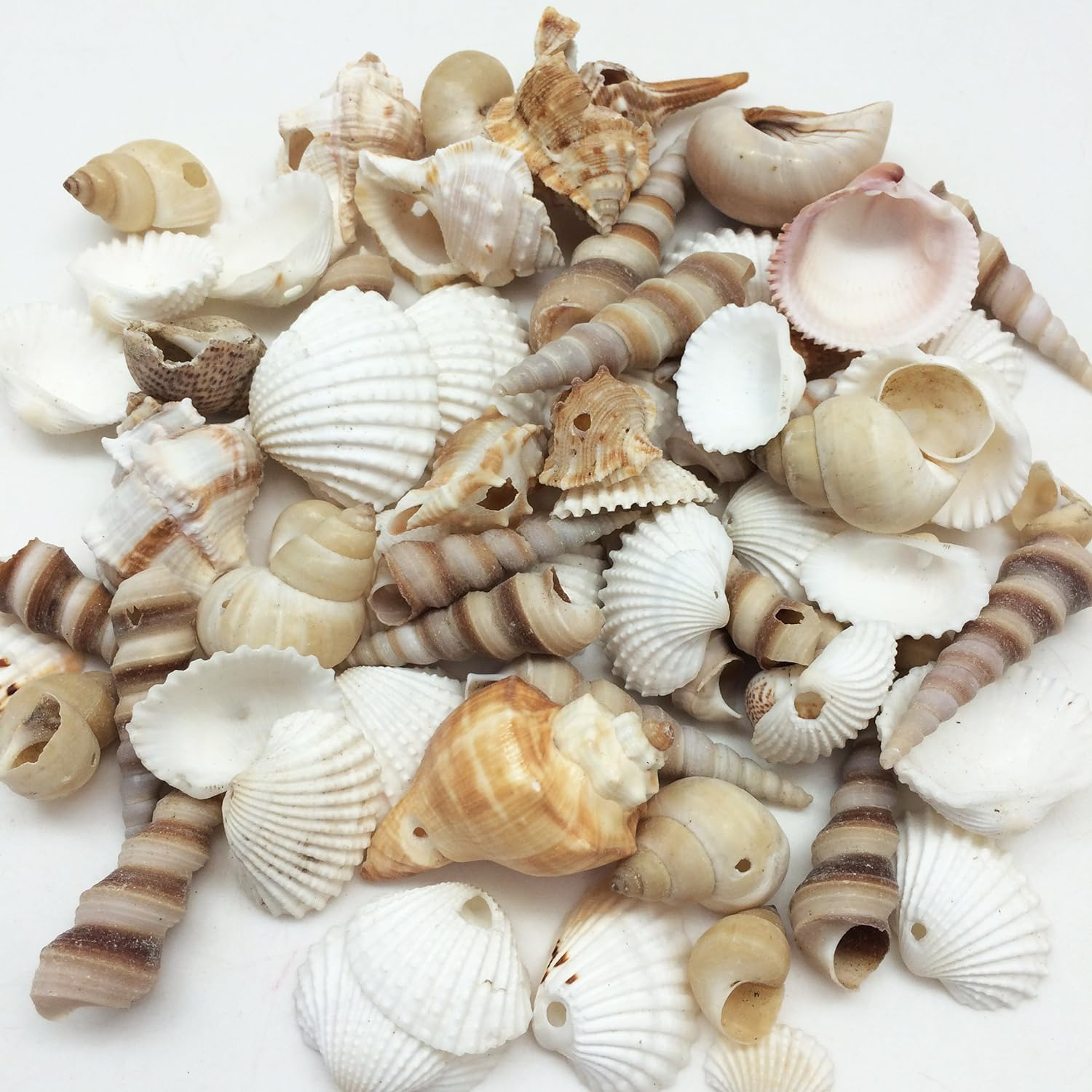 Small Drilled Shell Mix Sea Shells, 6 OZ Apprx. 60+ PC Shells, 1-1/2 Inch