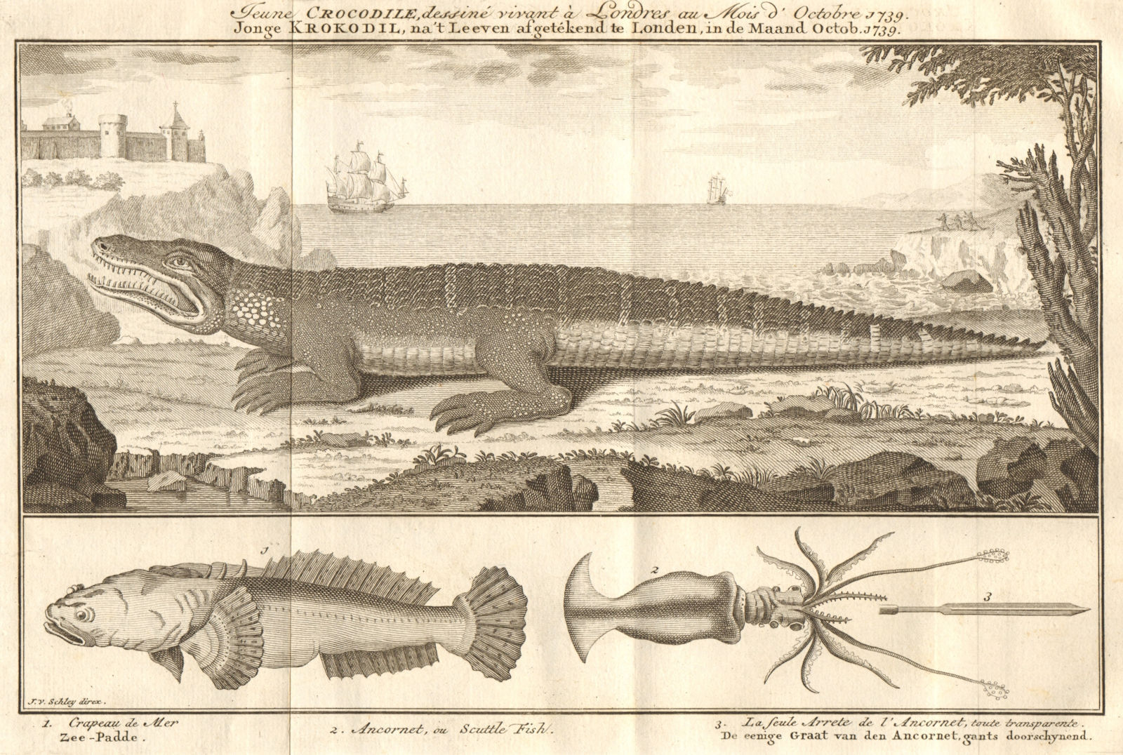 Young Crocodile, drawn in London October 1739. Sea toad. Cuttlefish. SCHLEY 1747