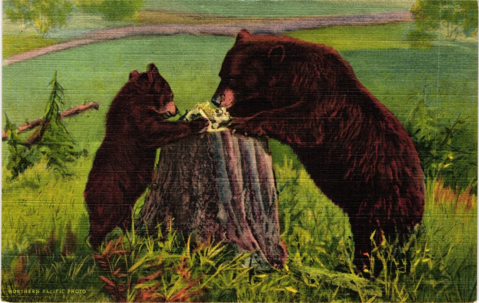 Mama & Cub Bears Learning Table Manners NORTHERN PACIFIC Rail Photo Postcard