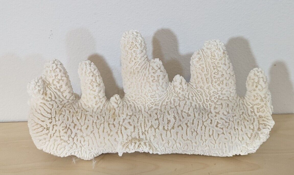 5.93 Lb  White Finger Coral Cluster Ocean Aquarium Decor Natural Dried 12”