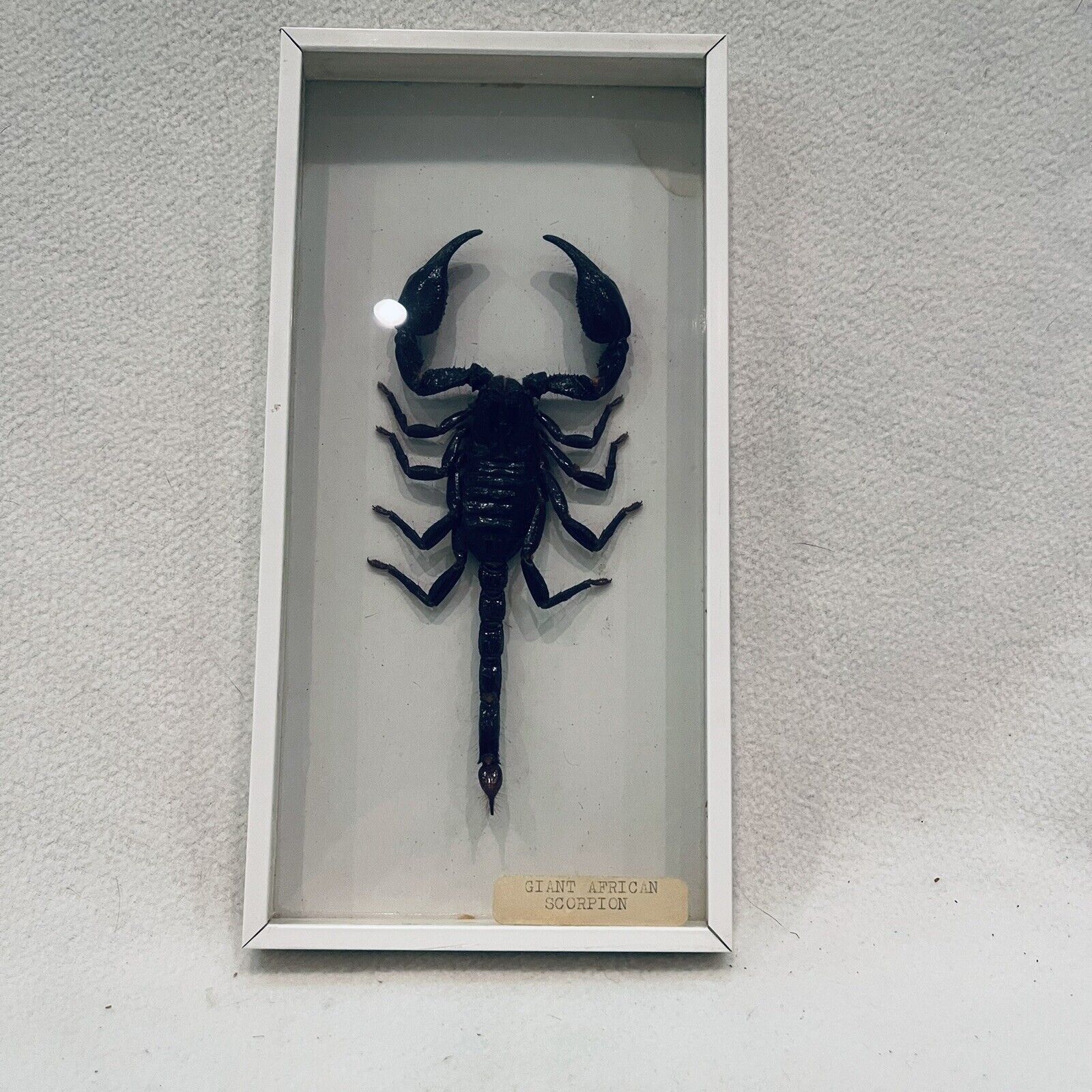 Vintage Framed Authentic Giant African Scorpion