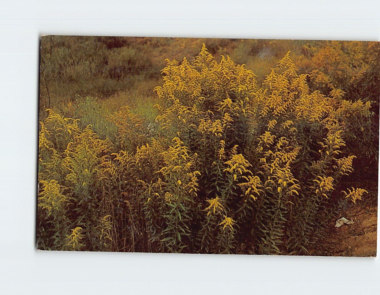 Postcard The Goldenrod