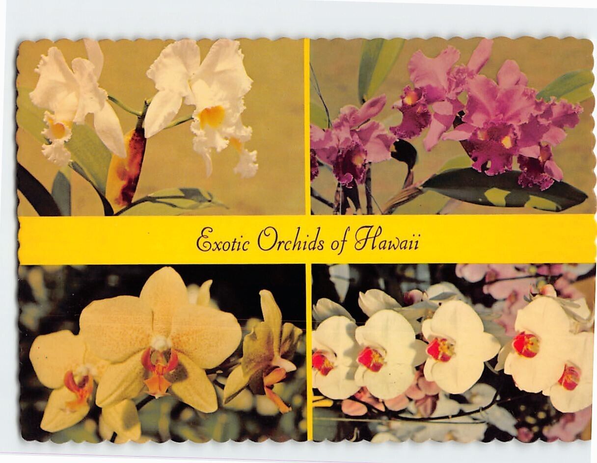 Postcard Exotic Orchids of Hawaii