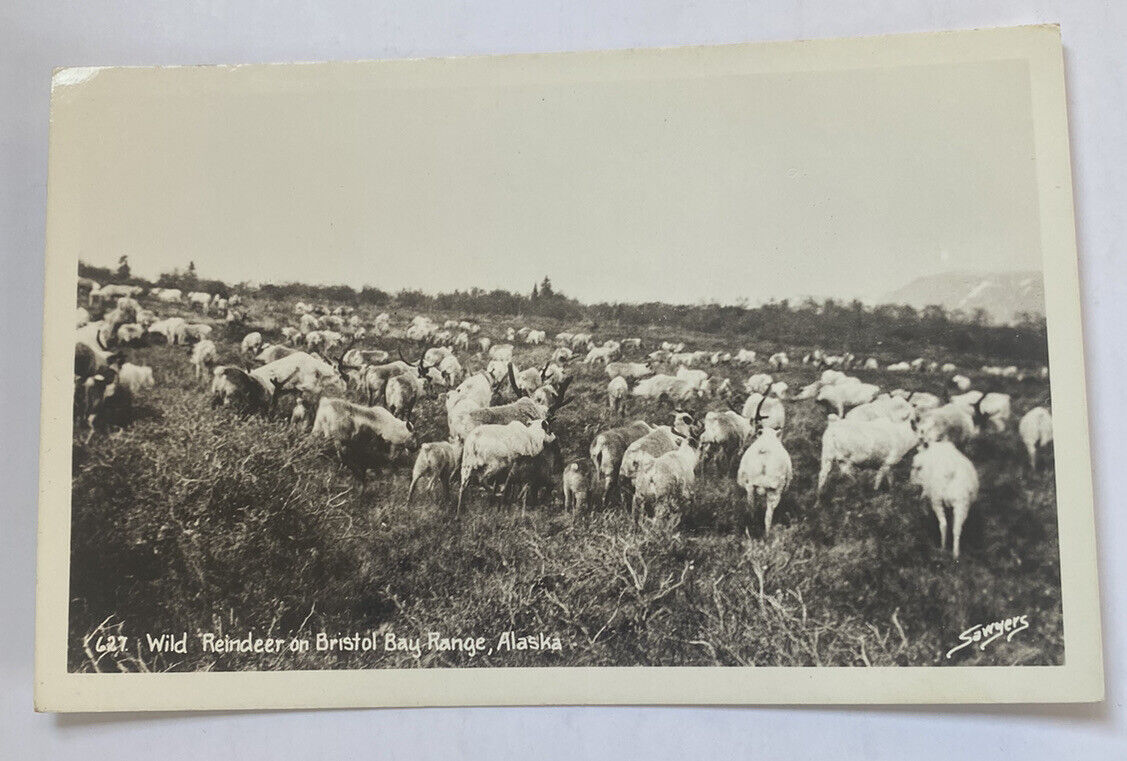 Vintage RPPC Postcard ~ Wild Reindeer Herd on Bristol Bay Range ~ Alaska AK