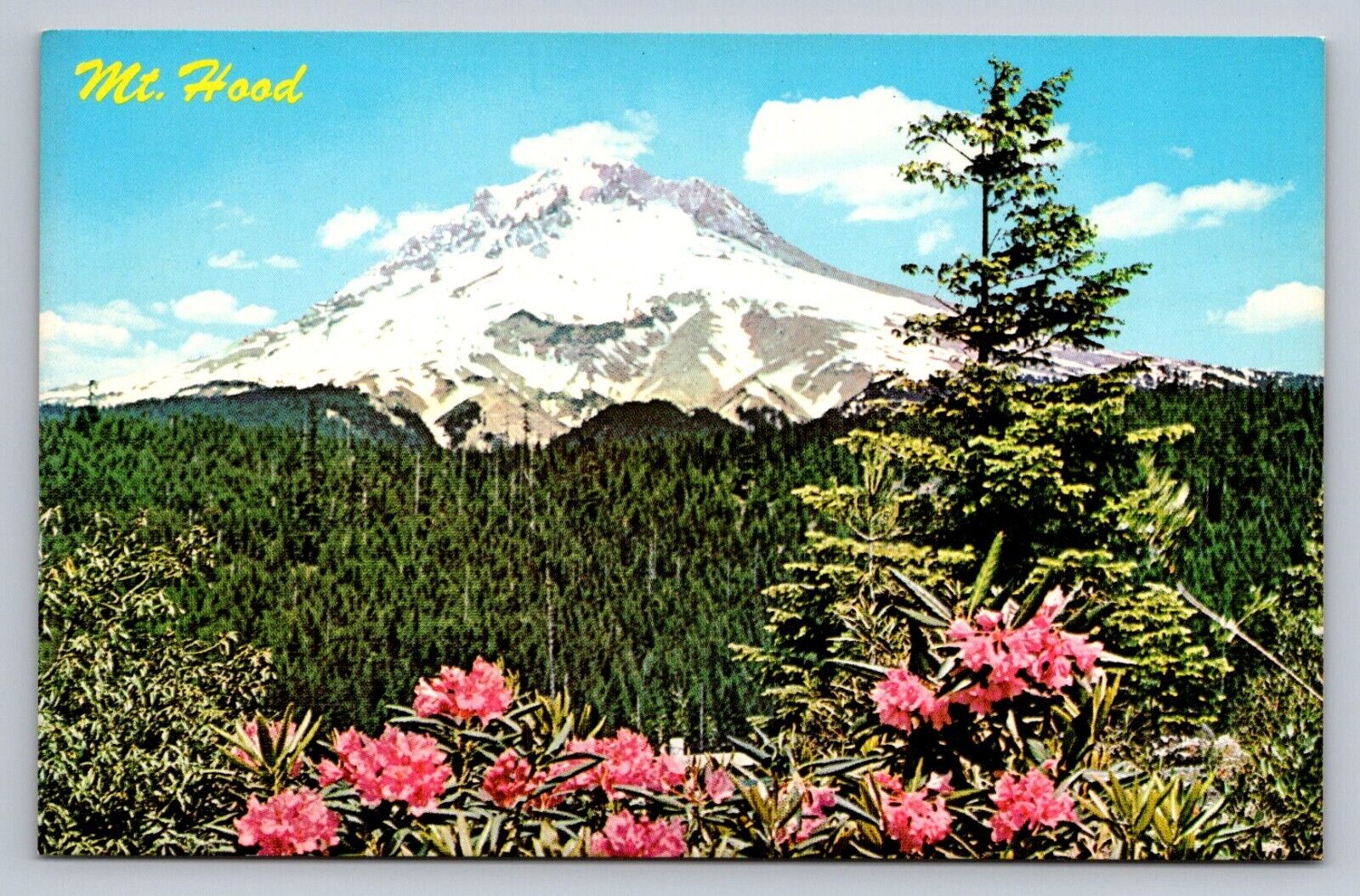 Postcard Oregon Mount Hood Rhododendrons Chrome Unposted  F731
