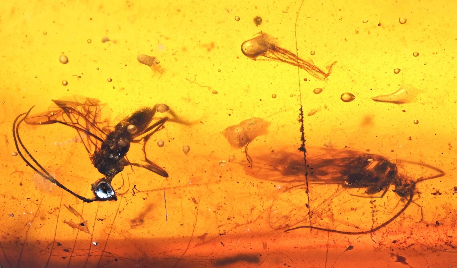 Several Caddisflies and a wasp, Fossil inclusion in Burmese Amber