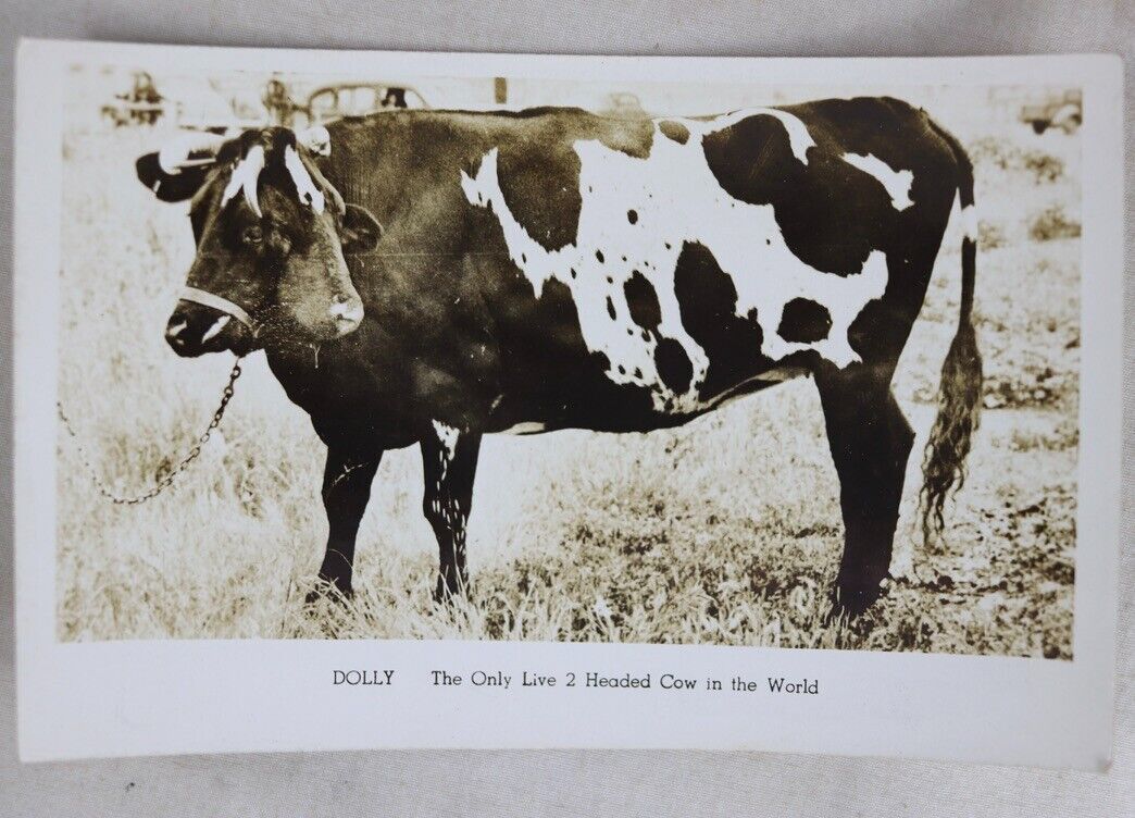 Antique 1930\'s Dolly The Two 2 Headed Cow Postcard Size Info Photograph Oddity