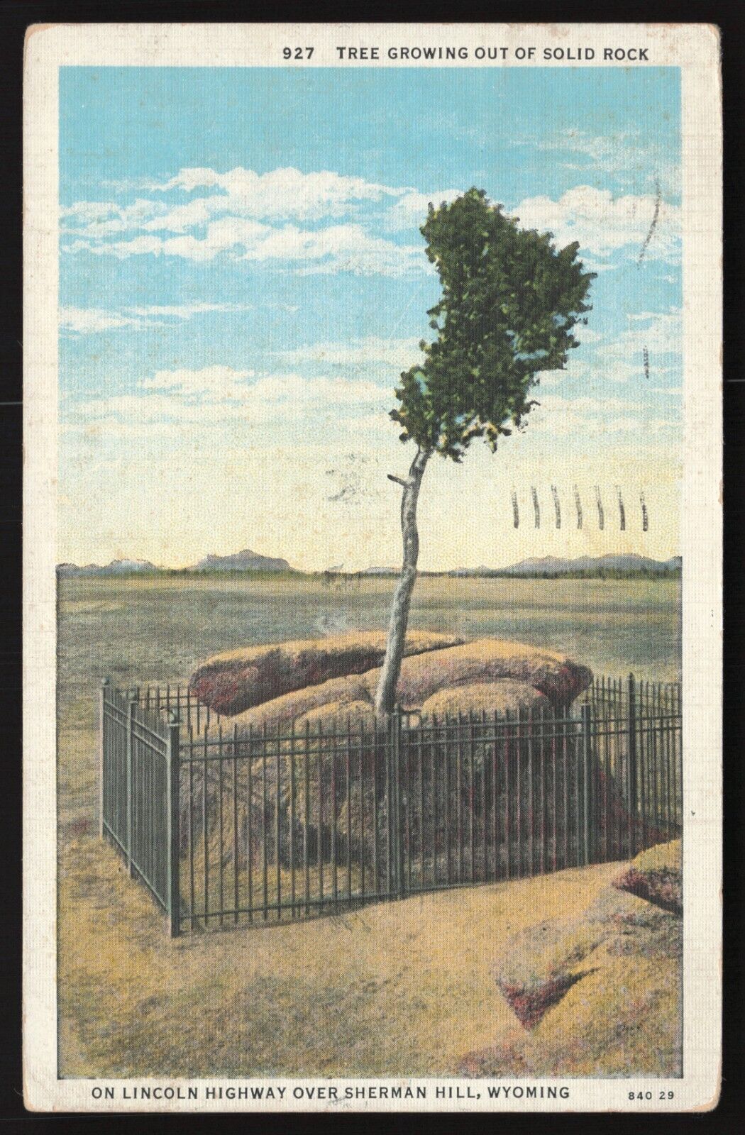 Vintage Postcard - Lone Tree Growing Out of Solid Rock
