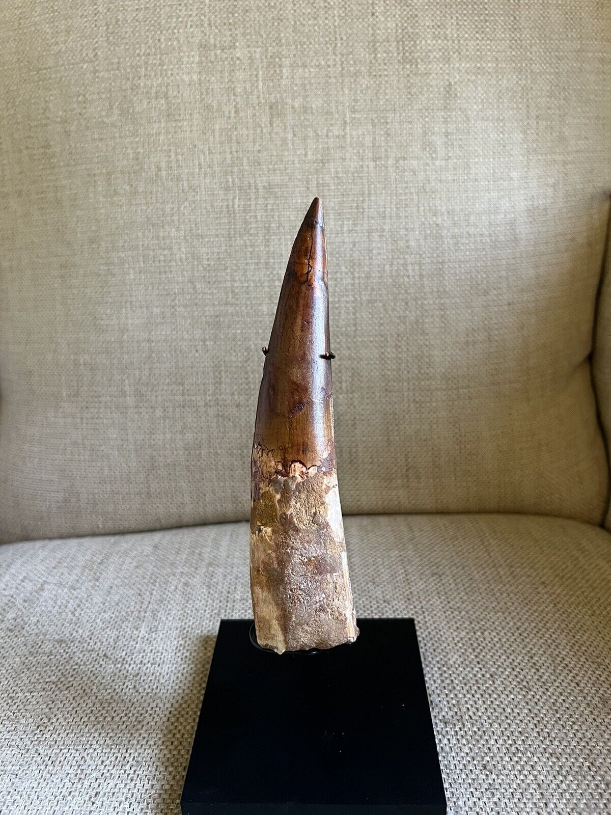 Spinosaurus tooth 7.25” Massive Tooth, But Notable Repairs And Restoration