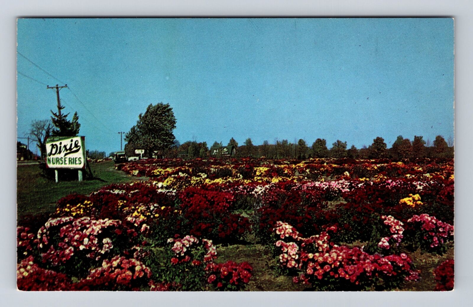 Saginaw MI-Michigan, Garden Of Chrysanthemums, Antique, Vintage Postcard