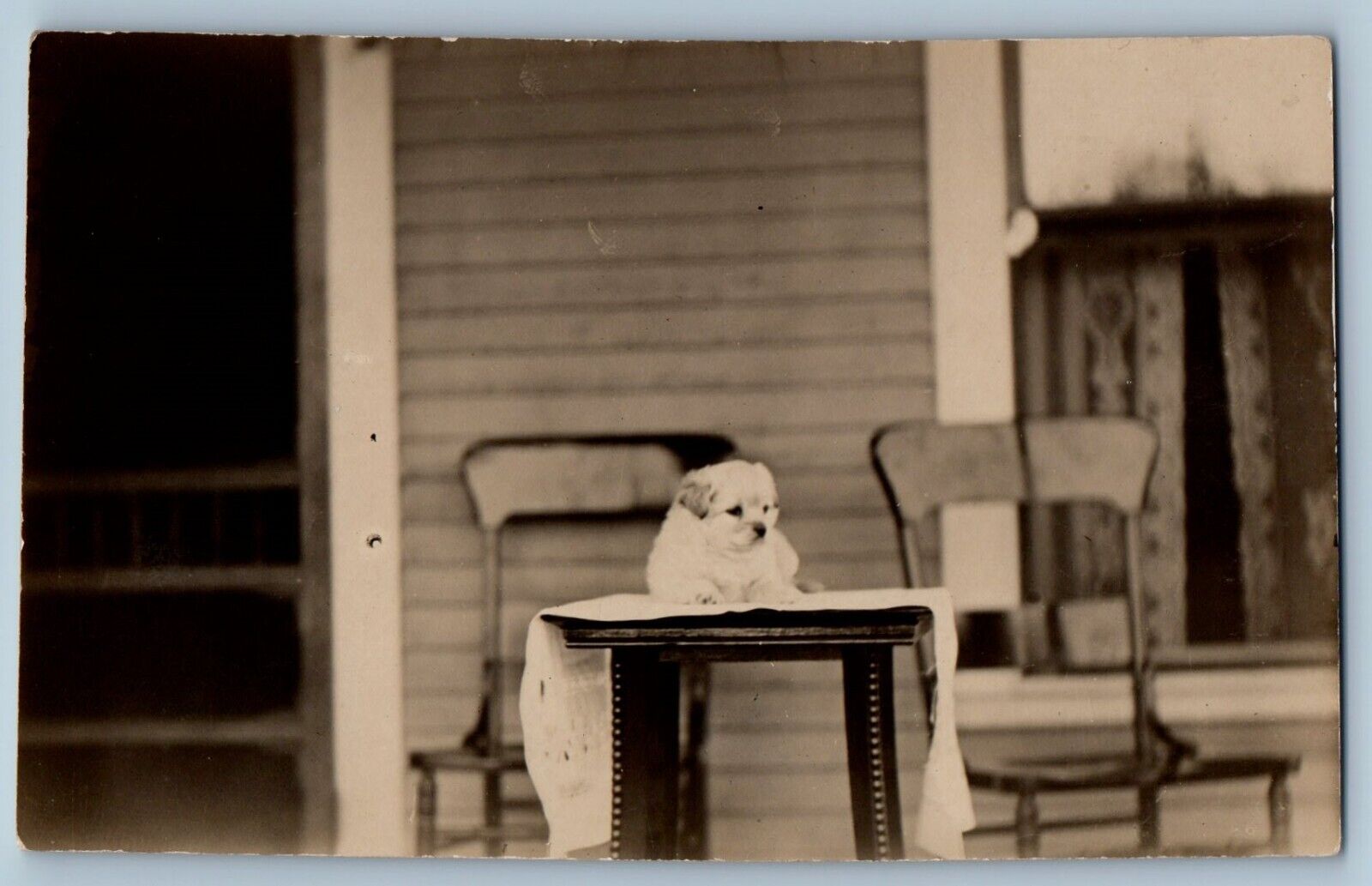 Cute Puppy Dog Postcard RPPC Photo On The Table c1910\'s Unposted Antique