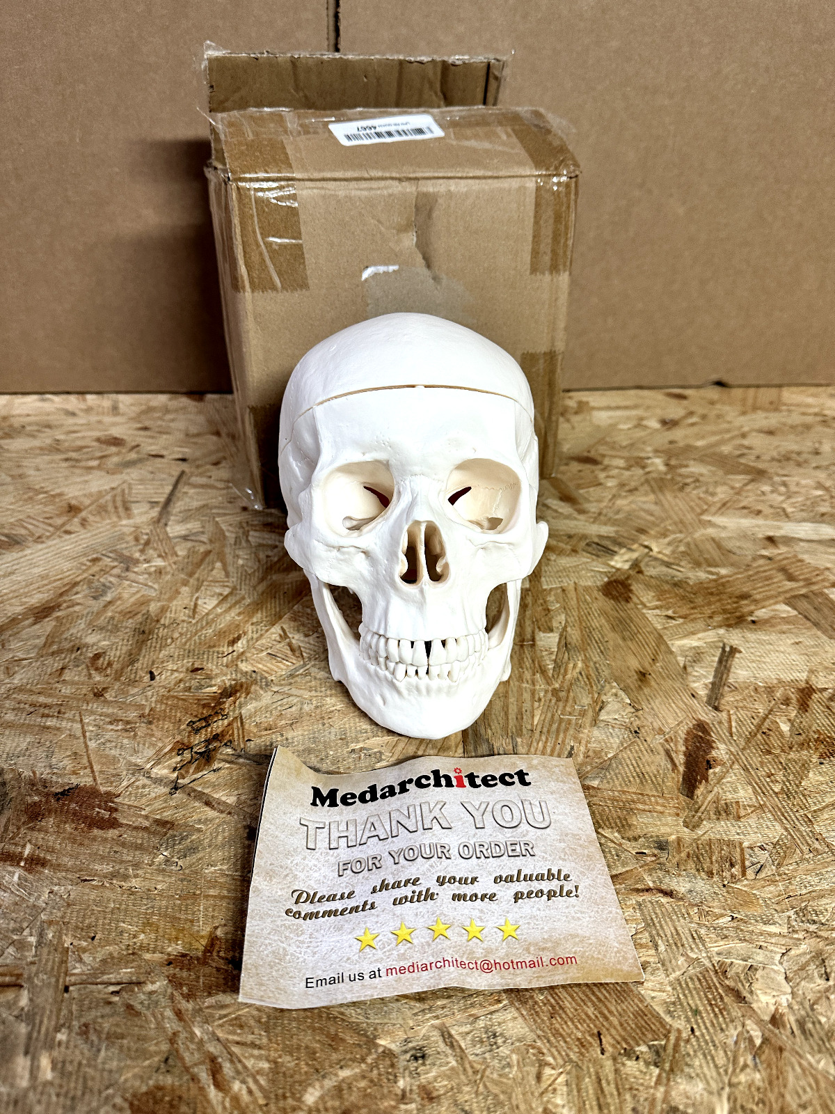 Medarchitect  Human Skull - New open box