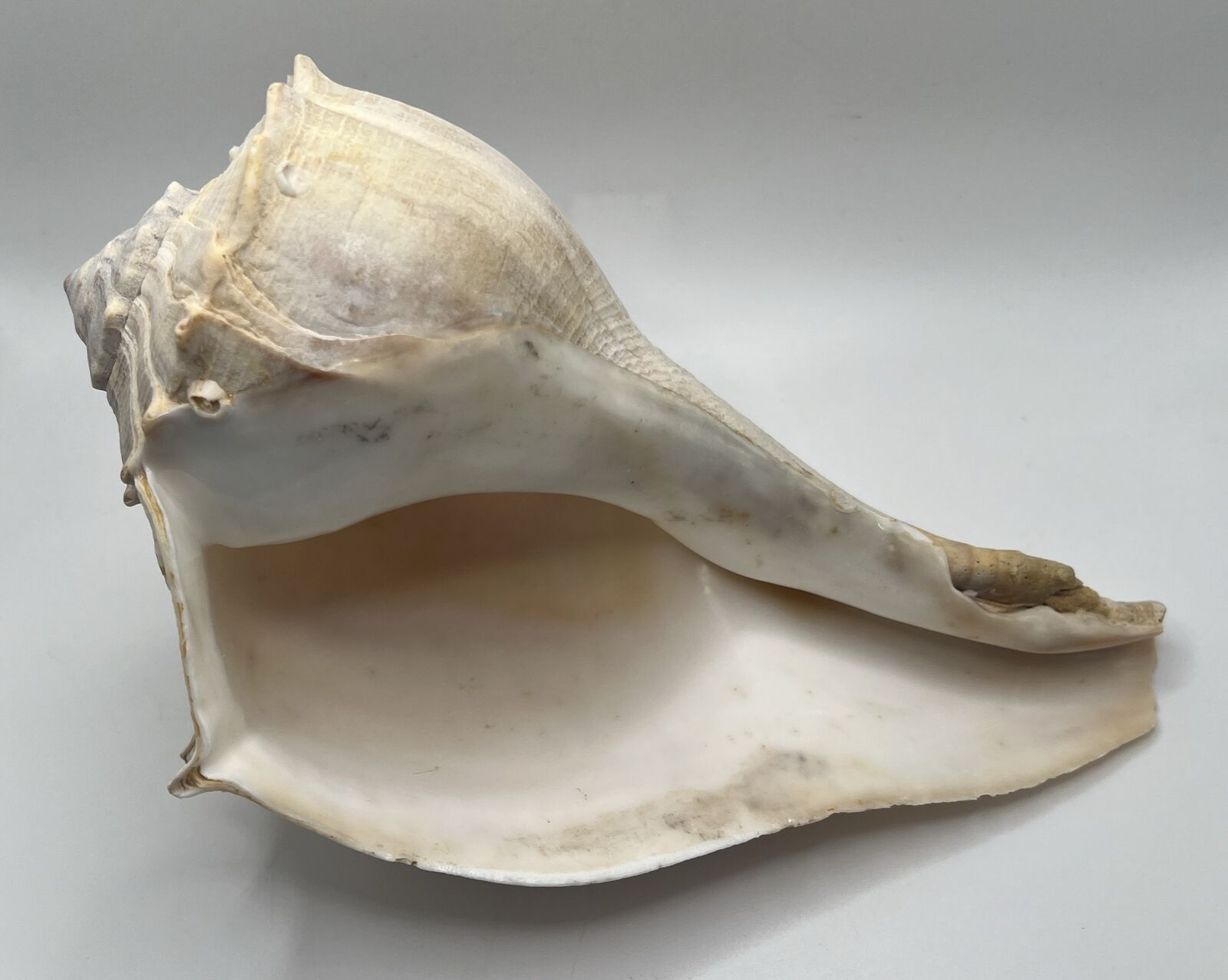 Vintage Lightning Whelk Seashell Florida Sinistrofulgur Perversum 9” Left Handed