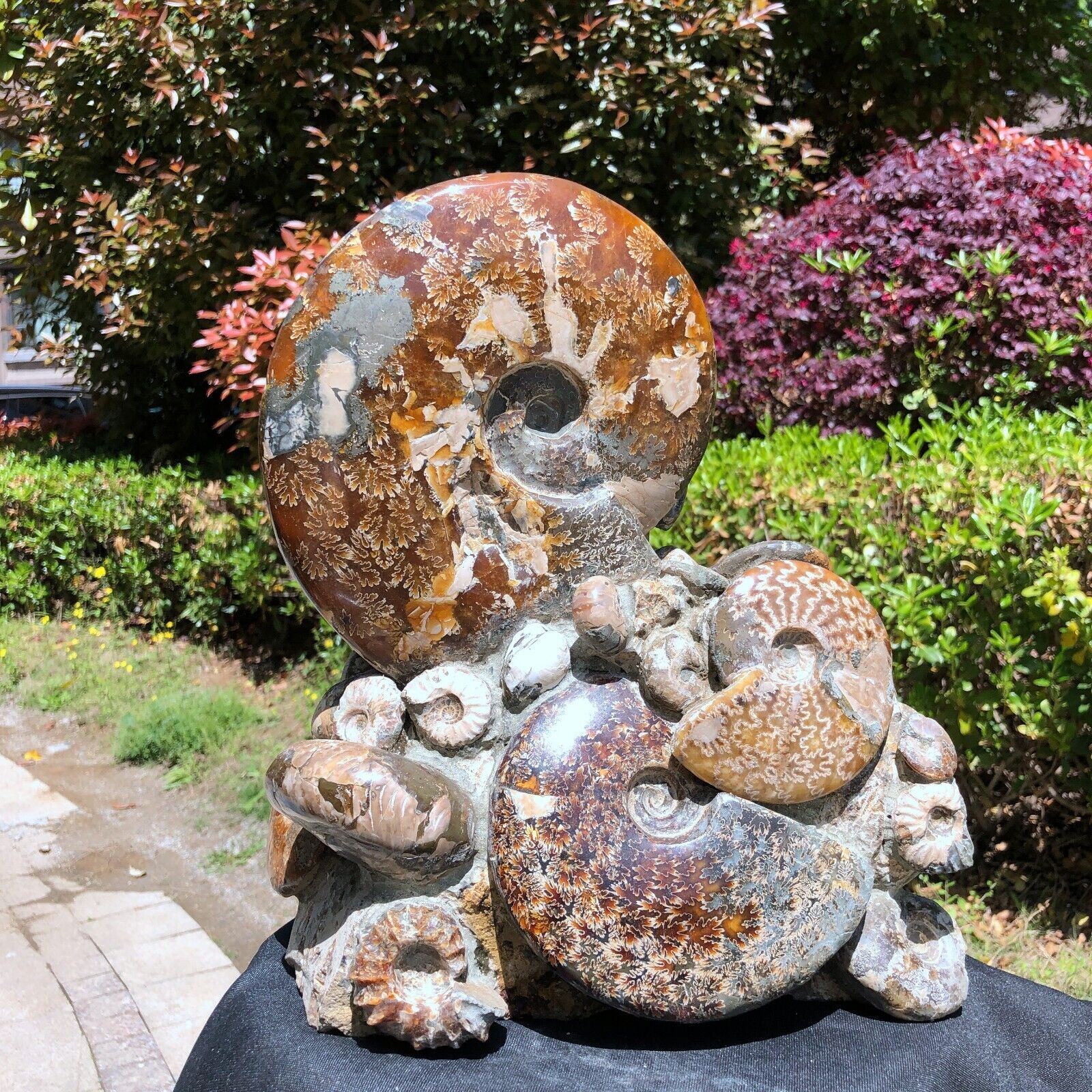 36.14LB TOP Natural Beautiful ammonite fossil conch Crystal specimen heals 1223