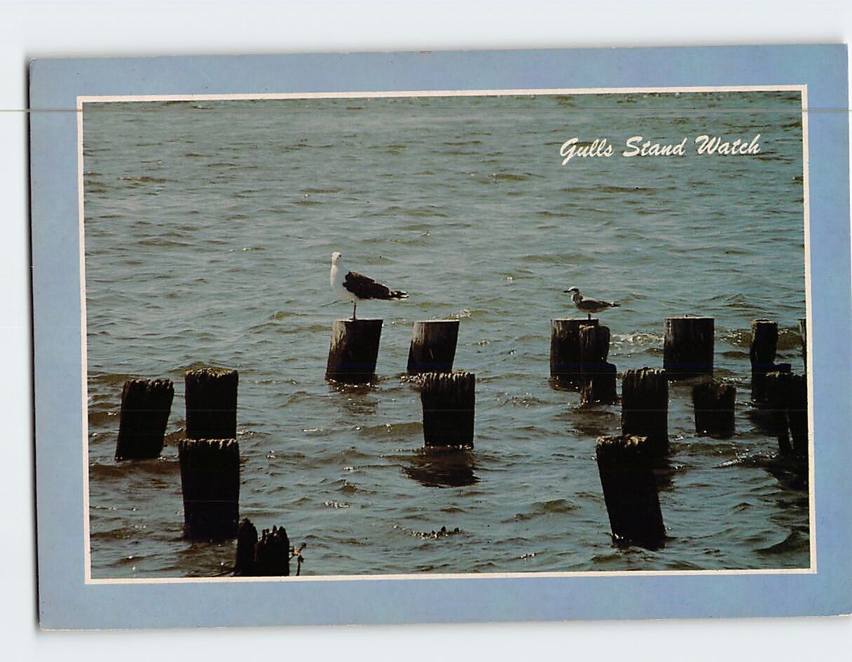 Postcard Gulls Stand Watch