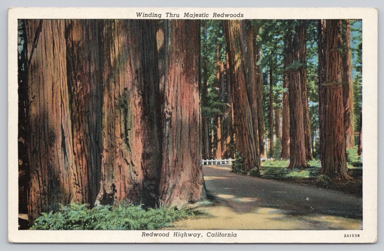 Redwood Highway California, Winding thru Majestic Redwoods, Vintage Postcard