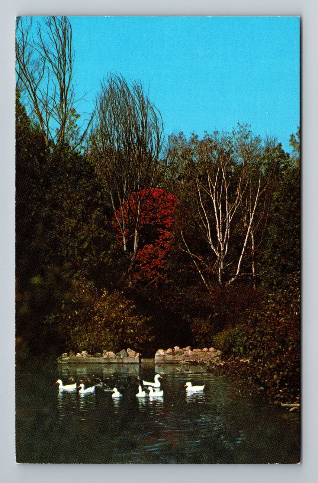 Benzonia MI-Michigan, Swan Pond, Presscroft Papers, Vintage Postcard
