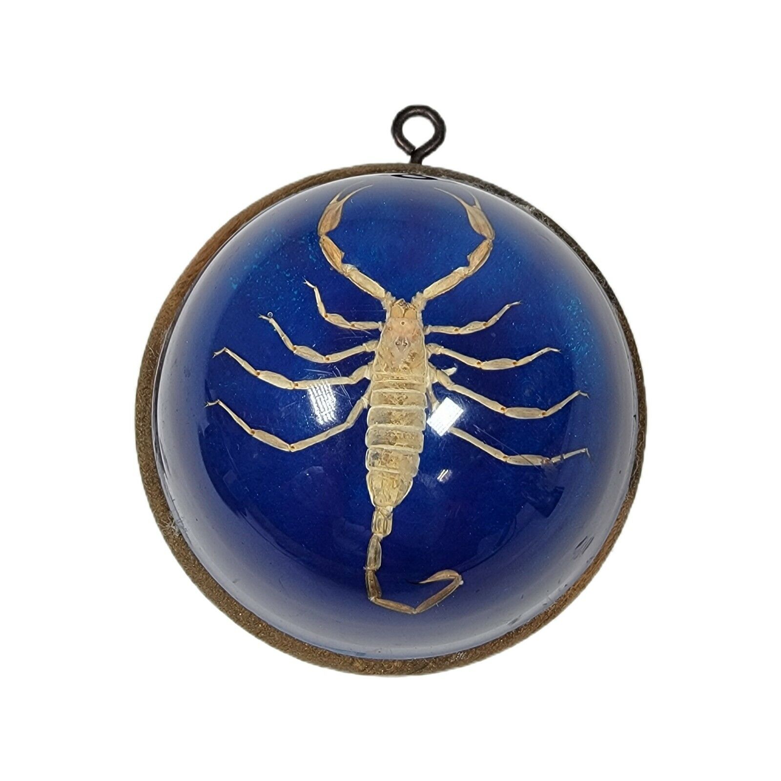 VINTAGE REAL SCORPION ROUND ACRYLIC LUCITE PAPERWEIGHT BLUE FELT BOTTOM HANGING 