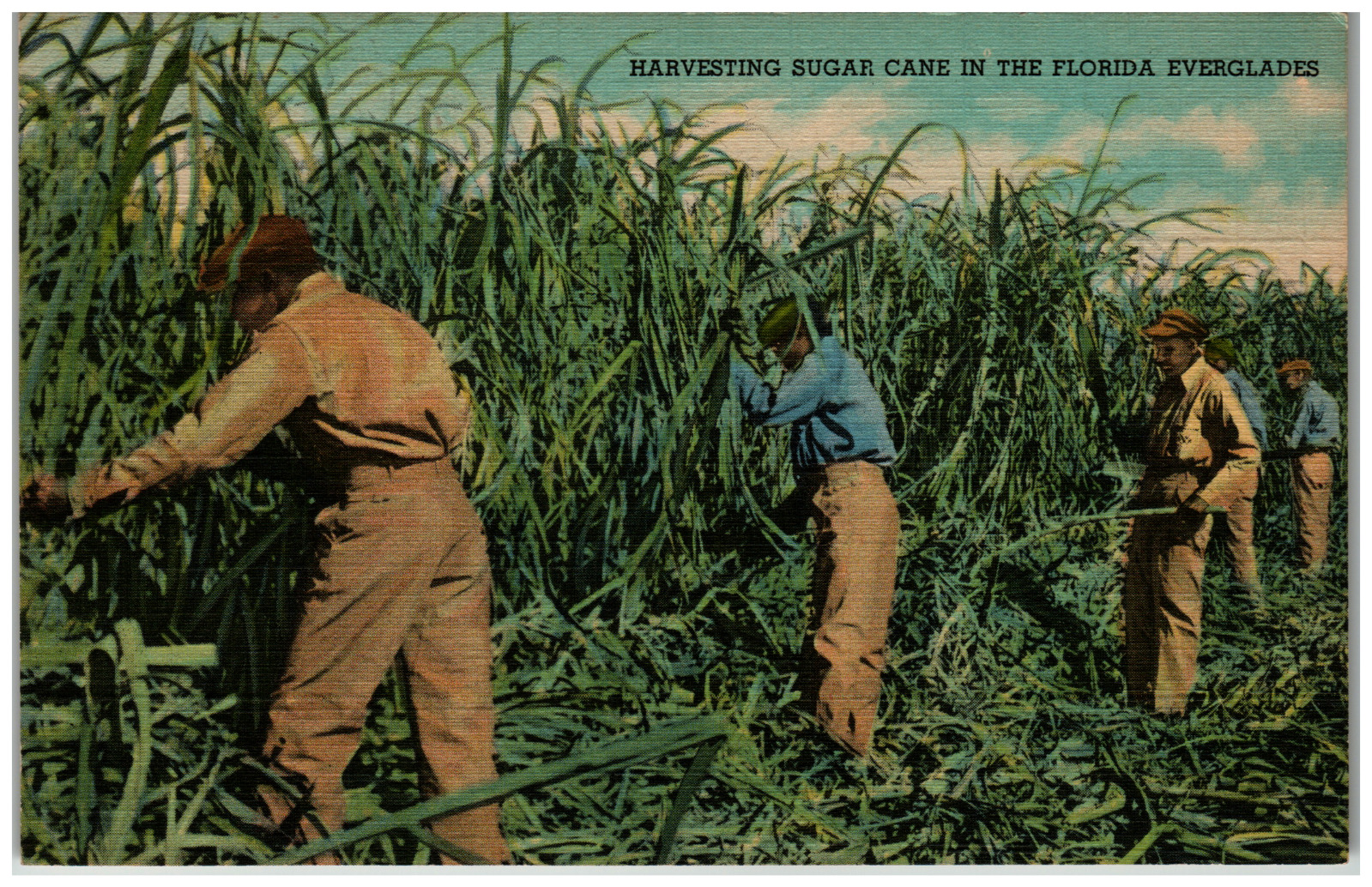 Postcard Linen Men Harvesting Sugar in the Everglades Florida