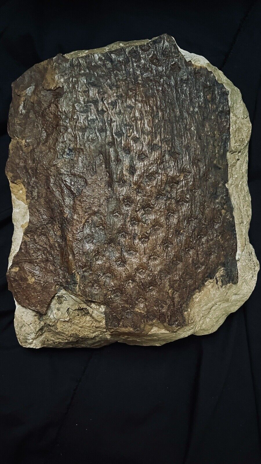 Lepidodendron Fossil, Very Large, Superior Quality, 330 Million YO