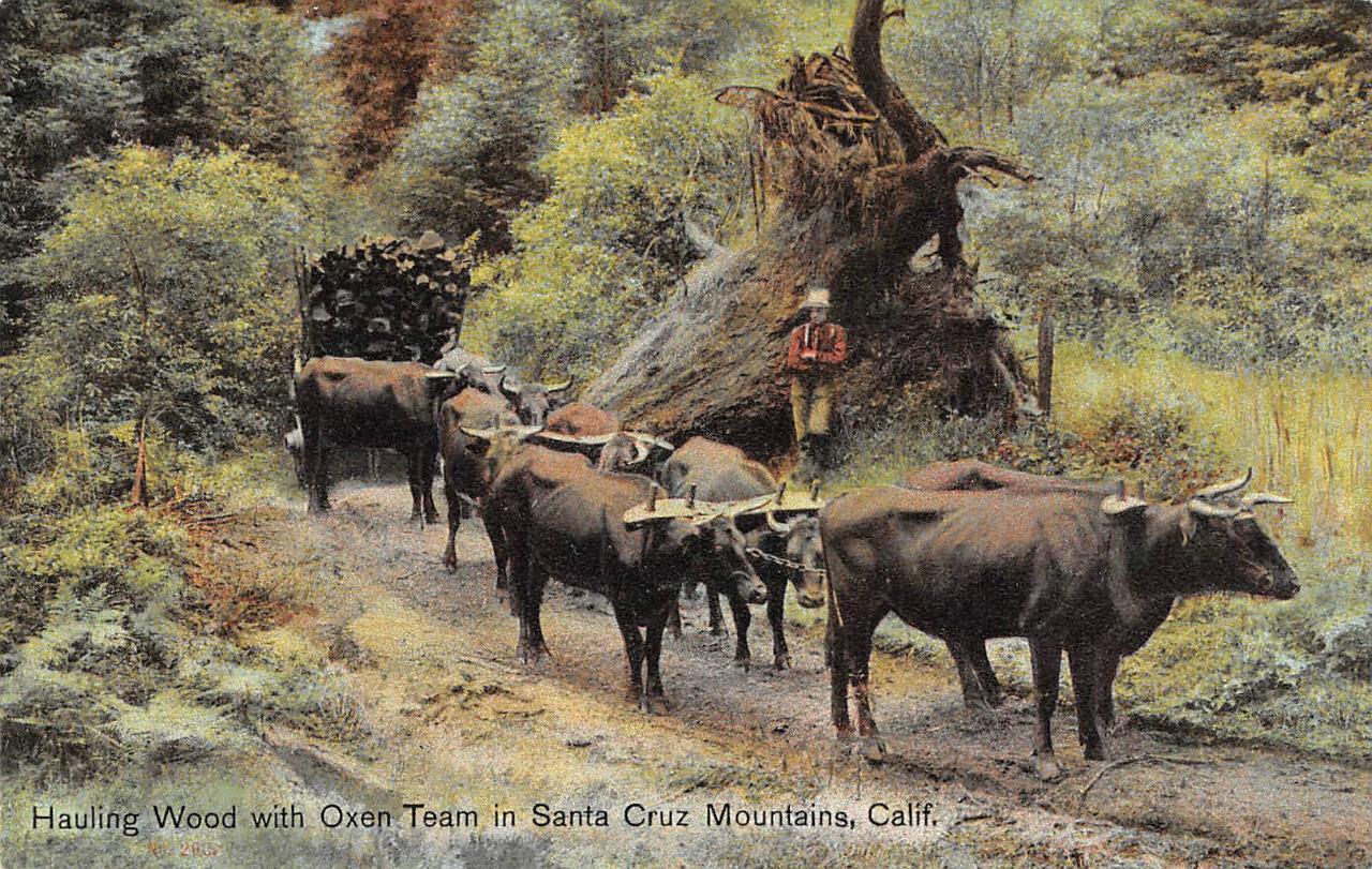 Hauling Wood Oxen Team Santa Cruz Mountains CA Logging 1910s Weidner Postcard
