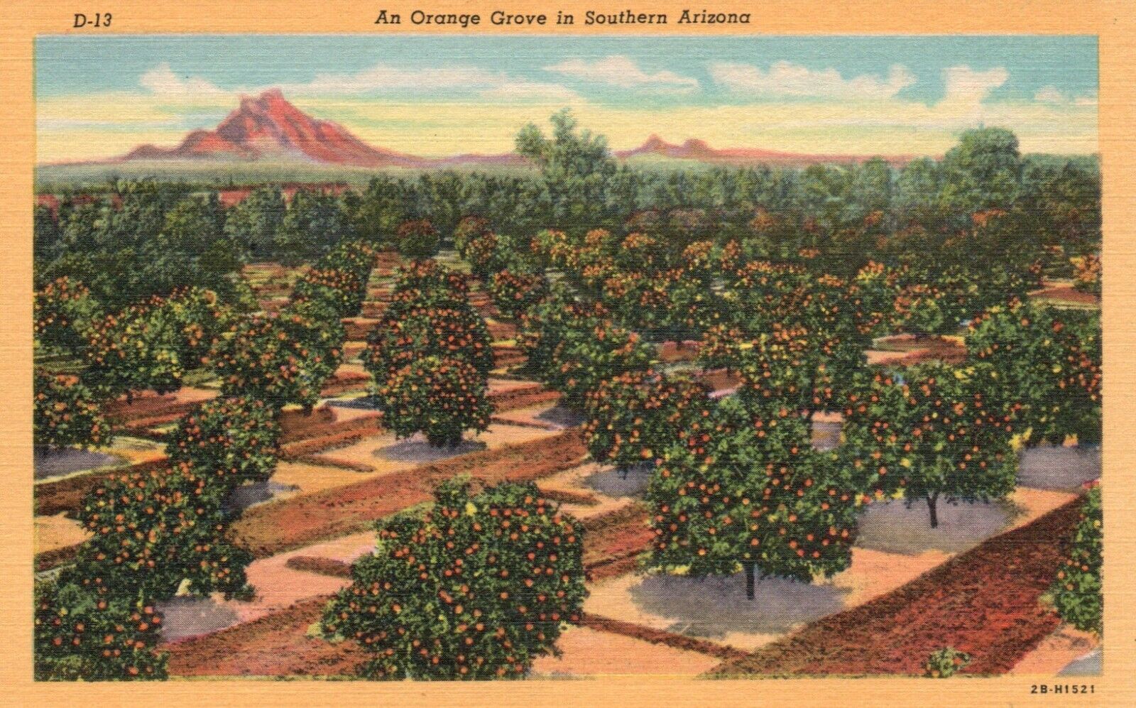 Postcard AZ Orange Grove in Southern Arizona 1942 Linen Vintage PC H408