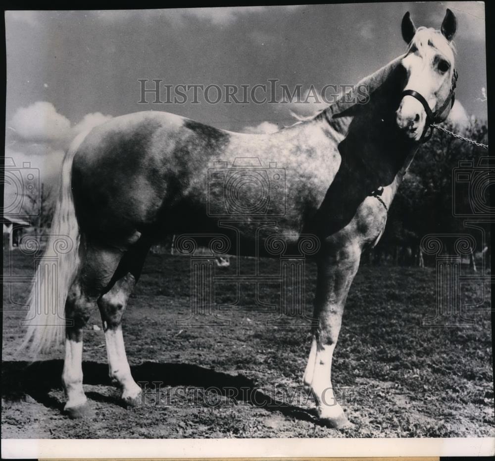 1947 Press Photo Palomino horse named \