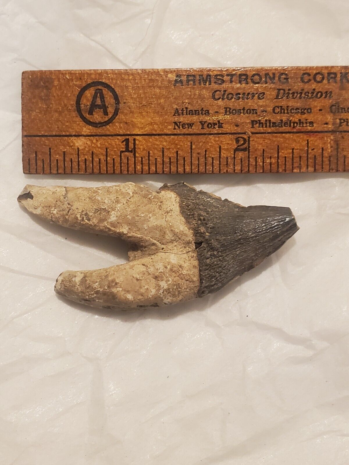 Squalodon Fossil Cetacean Tooth Calvert Cliffs Maryland Megalodon Era Miocene