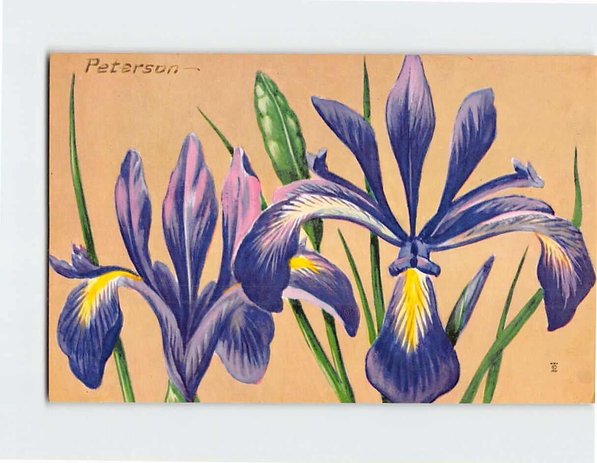 Postcard Beautiful Narrow Blue-Flag Flowers