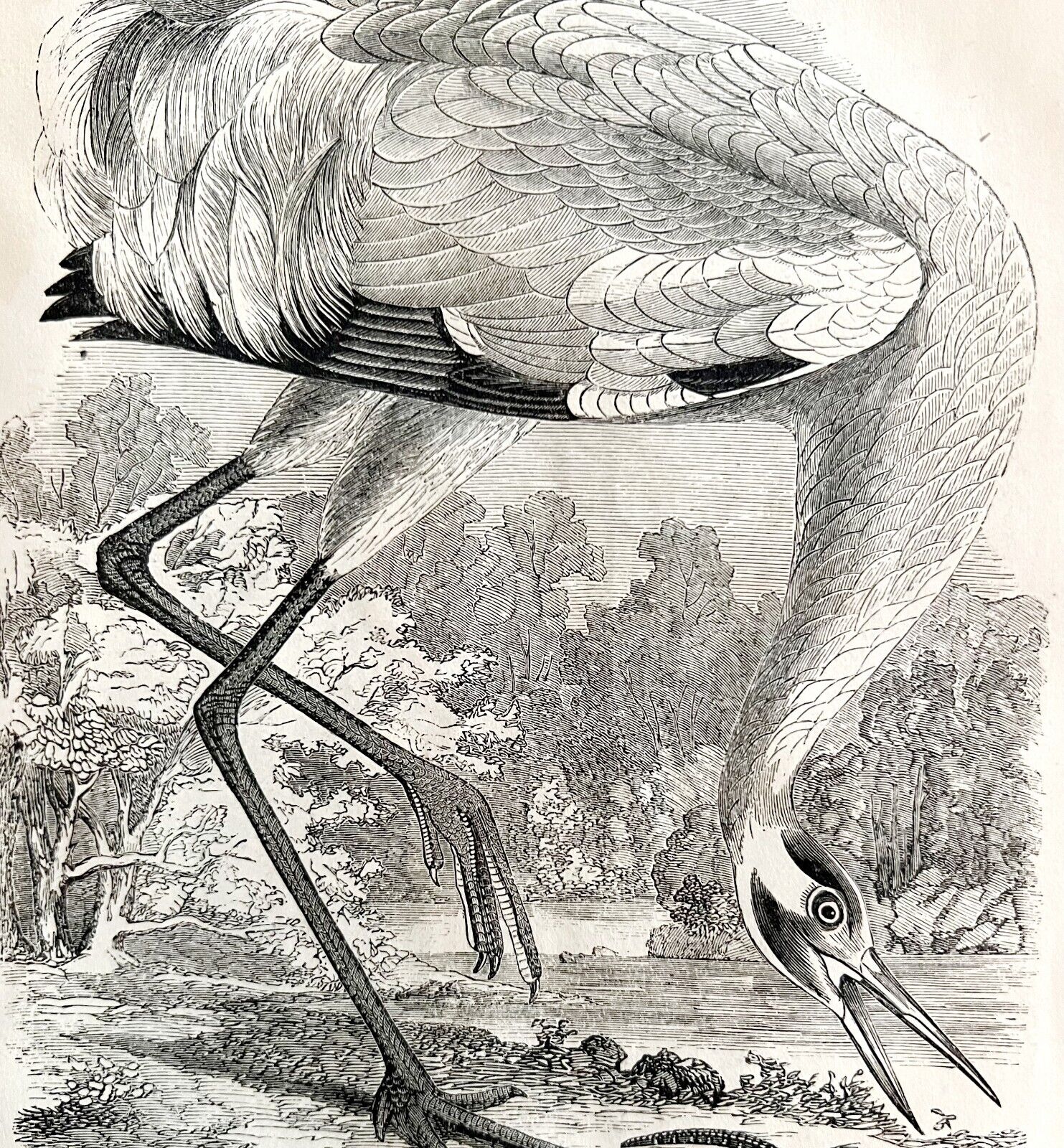 Whooping Crane Victorian 1856 Bird Art Plate Print Antique Nature DWT15