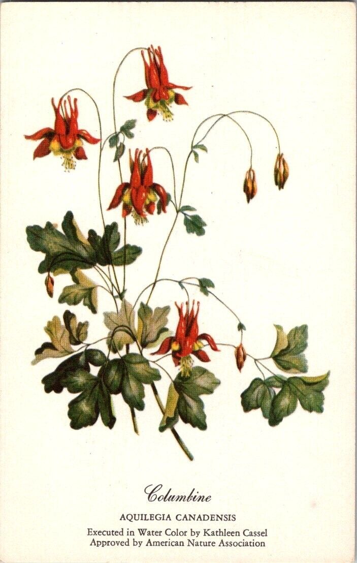 Watercolor red Columbines Kathleen Cassel postcard a69