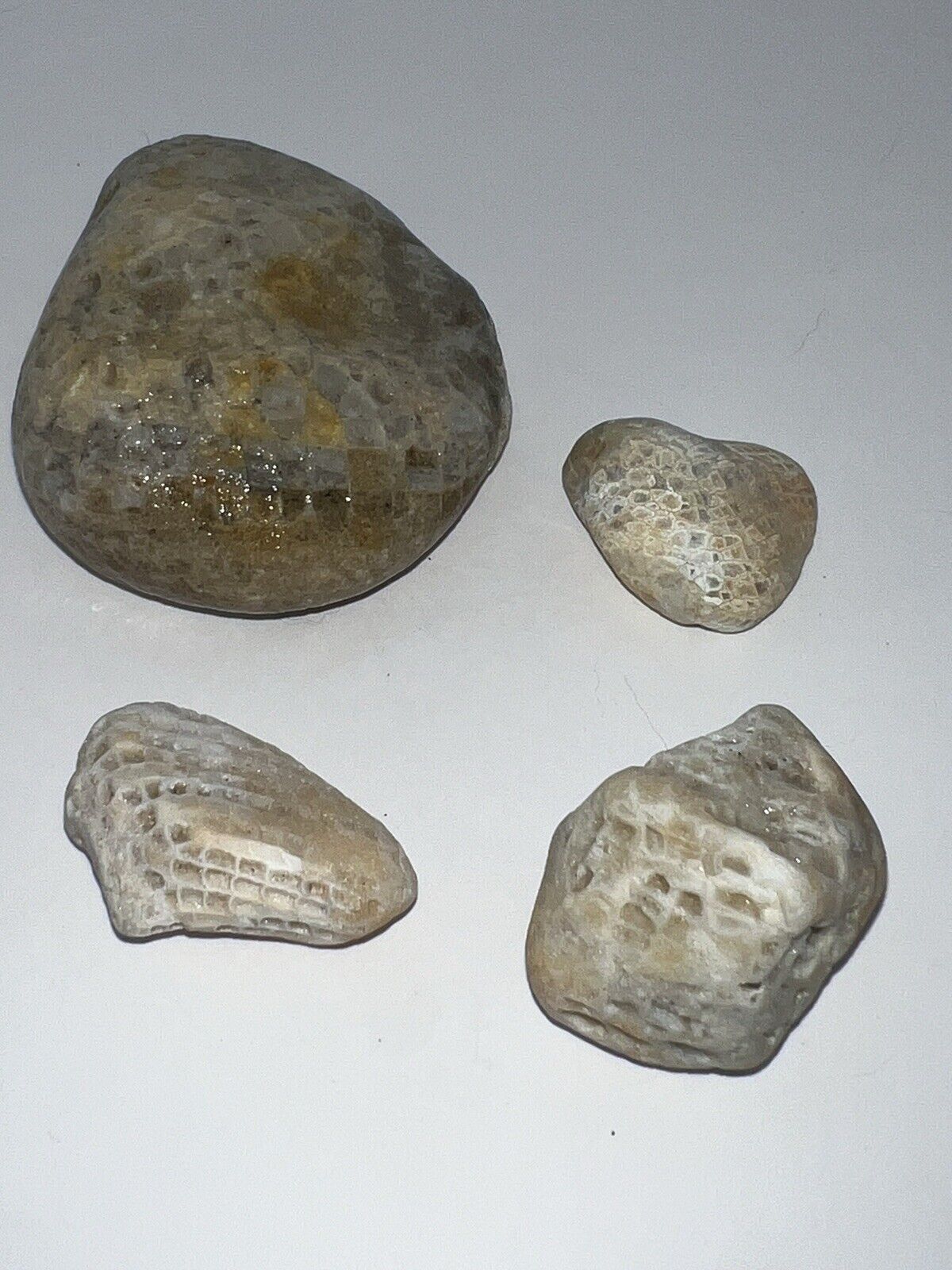 Charlevoix Honeycomb Fossil Lot Of 4 Fossils 4.96 Oz - S33