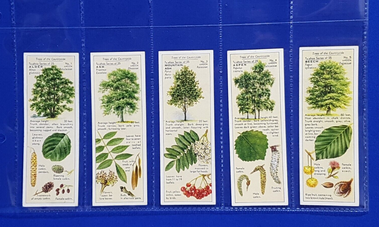 Ty-Phoo Tea Cards TREES OF THE COUNTRYSIDE (1938) Set of 25 in Sleeves