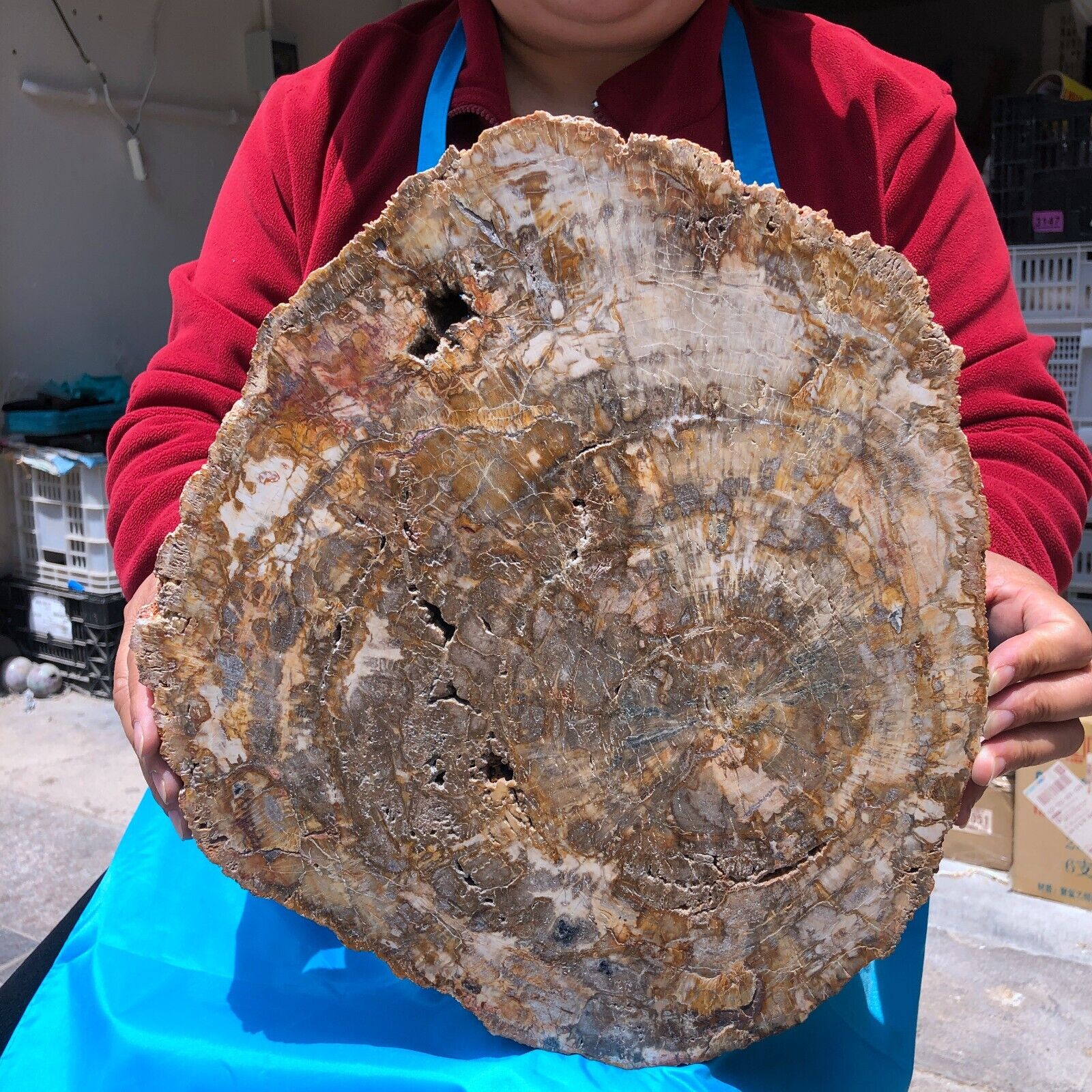 15.68LB Natural petrified wood fossil crystal polished slice Madagascar 1121