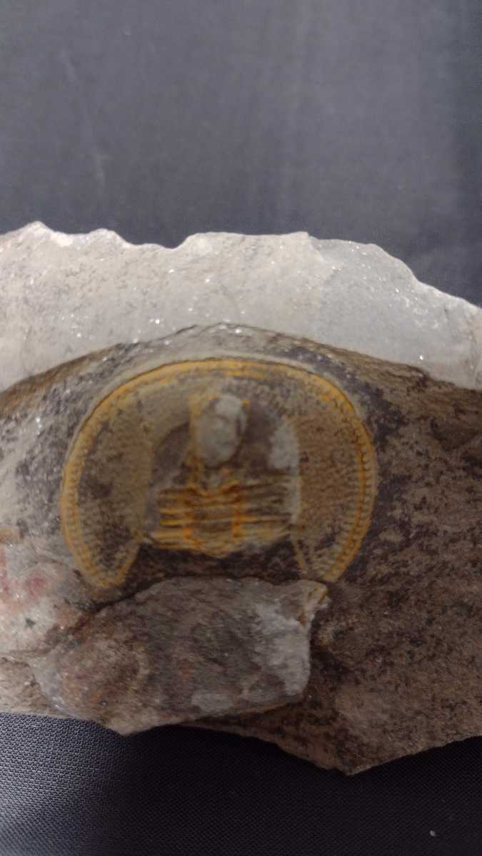 Moroccan trilobite Declivolithus Body length about 32mm