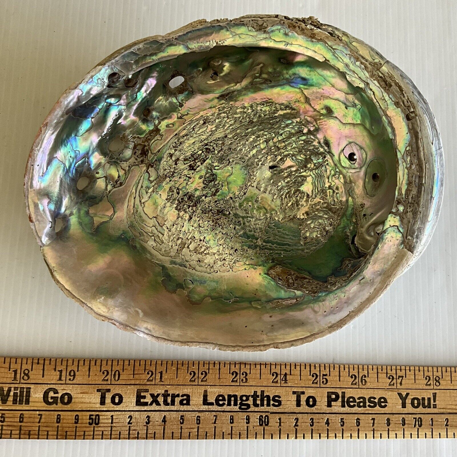 Vintage Abalone Shell Massive 8-3/4\