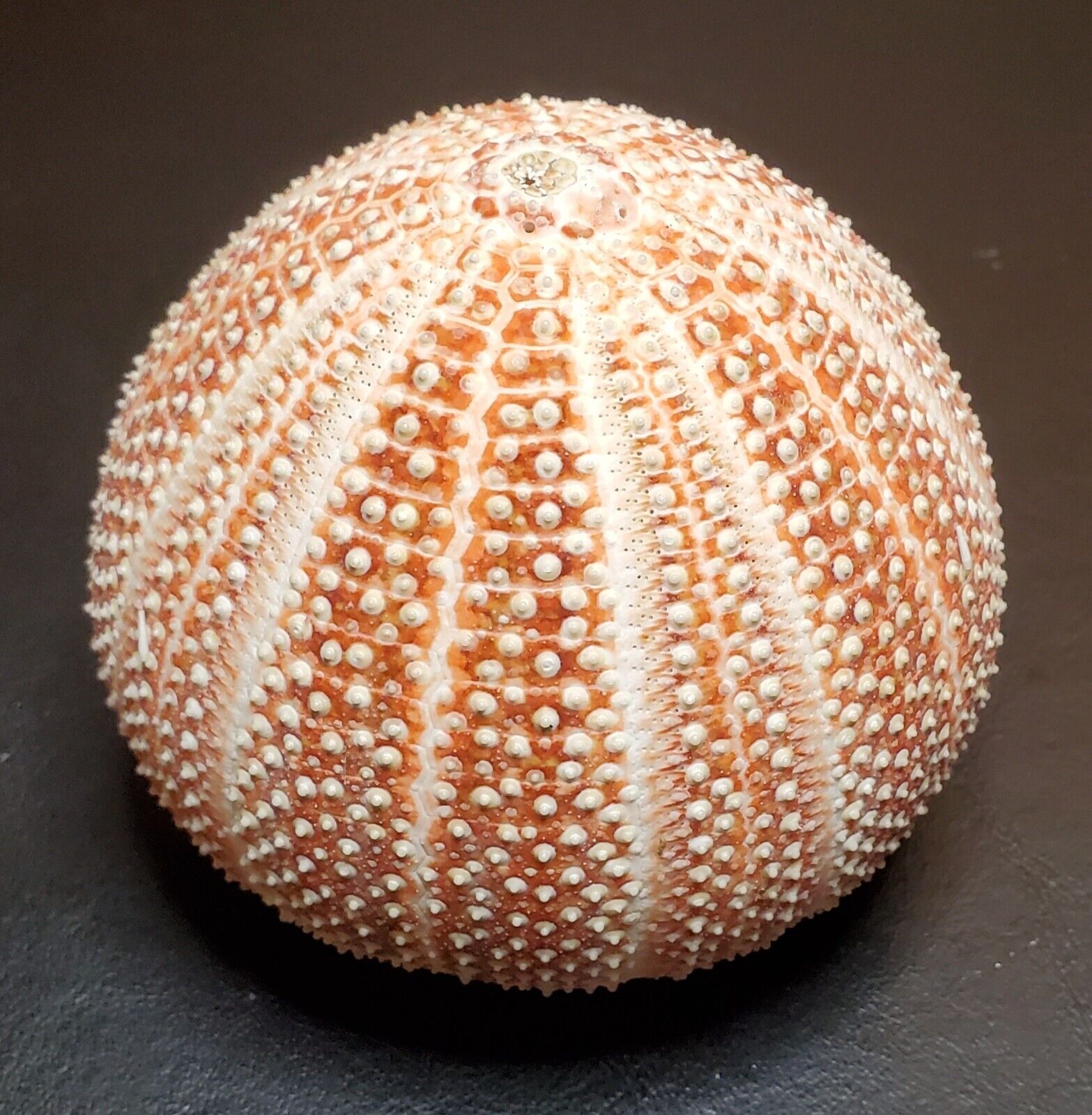 Sea Urchin, light orange, creamy white, orange, natural striped dried ocean life